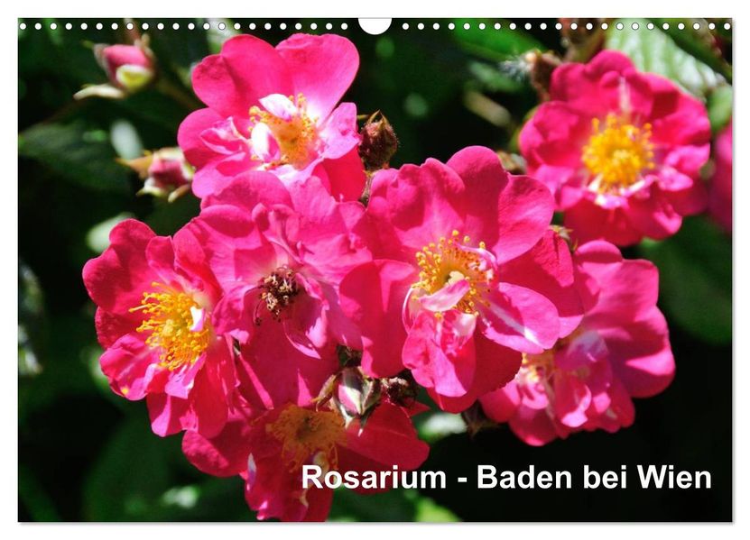 Baden bei Wien - Rosarium (Wandkalender 2026 DIN A3 quer) CALVENDO Monatskalender