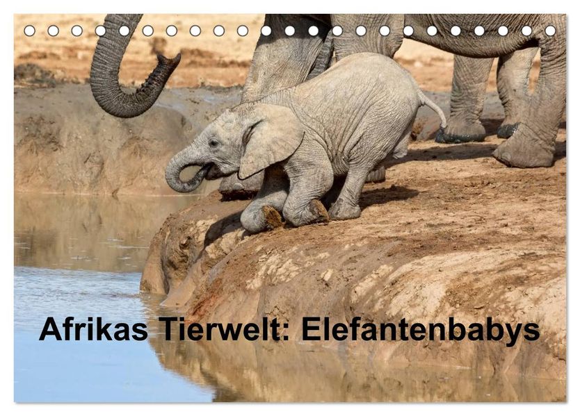 Afrikas Tierwelt: Elefantenbabys (Tischkalender 2026 DIN A5 quer) CALVENDO Monatskalender