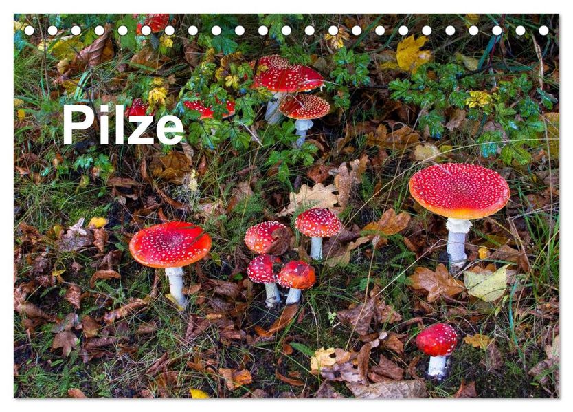 Pilze (Tischkalender 2026 DIN A5 quer) CALVENDO Monatskalender
