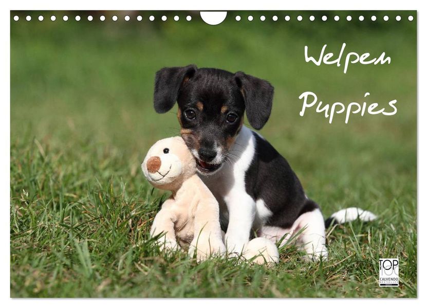 Welpen - Puppies (Wandkalender 2026 DIN A4 quer) CALVENDO Monatskalender
