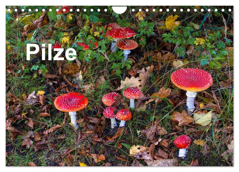 Pilze (Wandkalender 2026 DIN A4 quer) CALVENDO Monatskalender