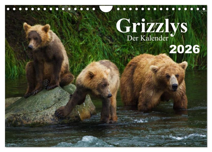 Grizzlys - Der Kalender (Wandkalender 2026 DIN A4 quer) CALVENDO Monatskalender