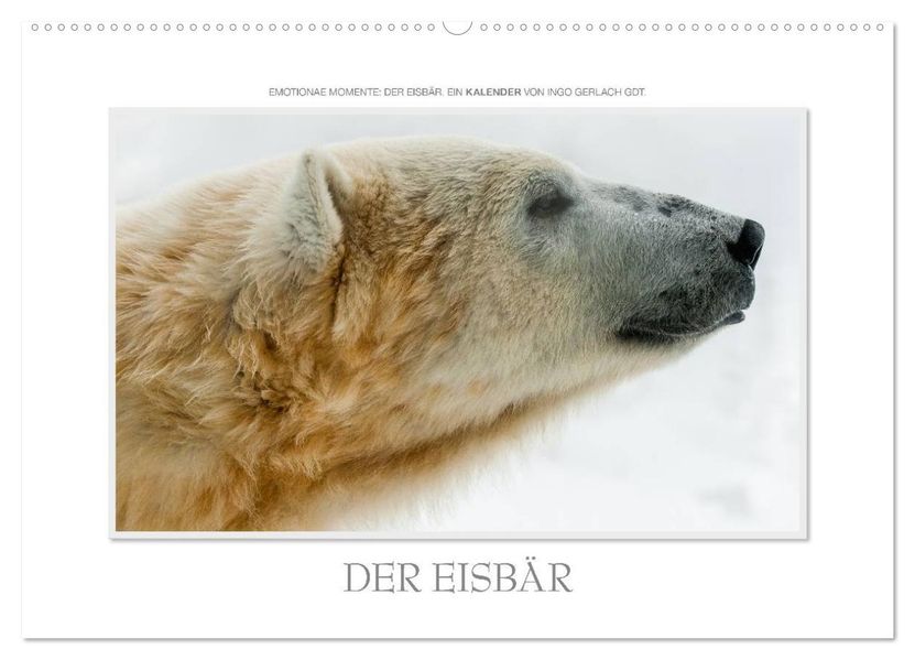 Emotionale Momente: Der Eisbär. (Wandkalender 2026 DIN A2 quer) CALVENDO Monatskalender