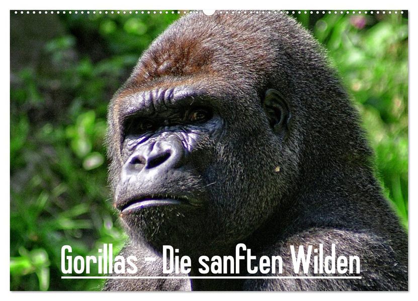 Gorillas - Die sanften Wilden (Wandkalender 2026 DIN A2 quer) CALVENDO Monatskalender