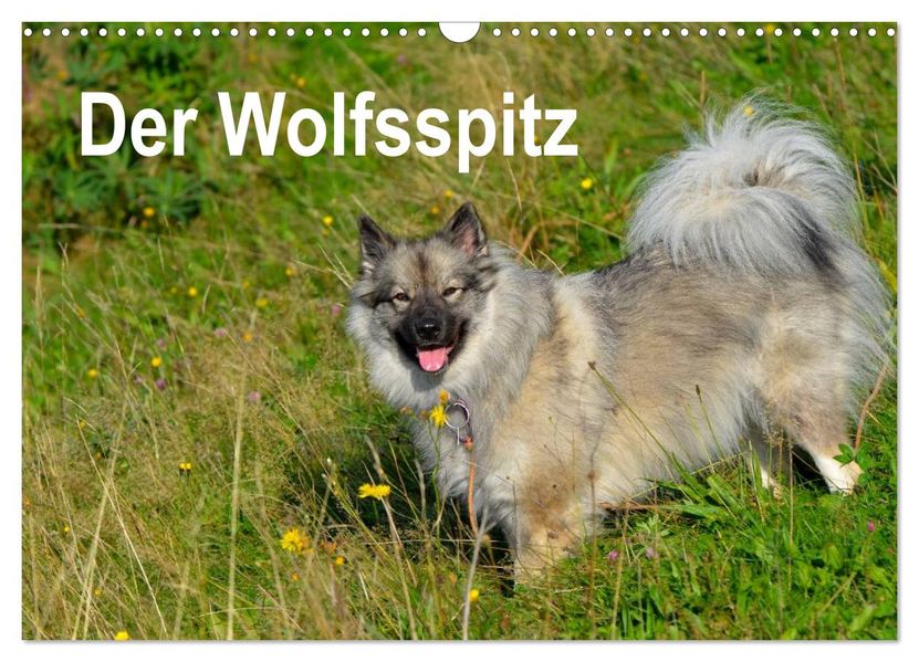 Der Wolfsspitz (Wandkalender 2026 DIN A3 quer) CALVENDO Monatskalender