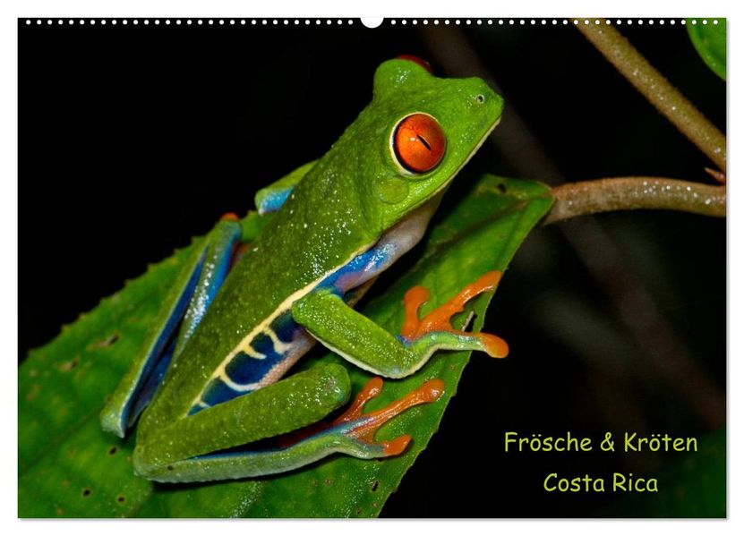 Frösche & Kröten Costa Rica (Wandkalender 2026 DIN A2 quer) CALVENDO Monatskalender
