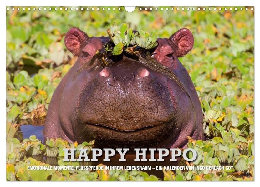 Emotionale Momente. Happy Hippo / CH-Version (Wandkalender 2026 DIN A3 quer) CALVENDO Monatskalender