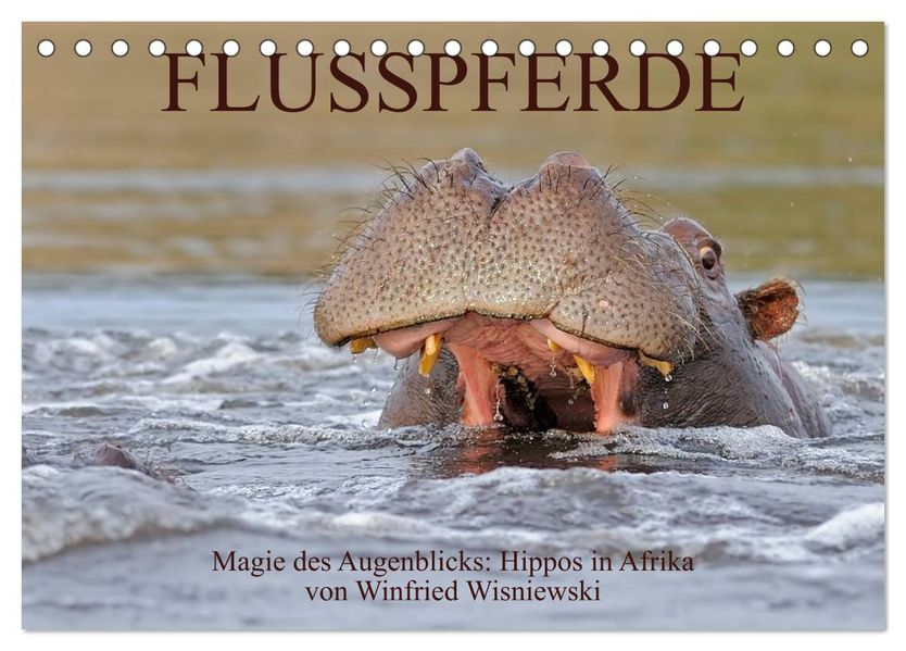 Flusspferde Magie des Augenblicks - Hippos in Afrika (Tischkalender 2026 DIN A5 quer) CALVENDO Monatskalender