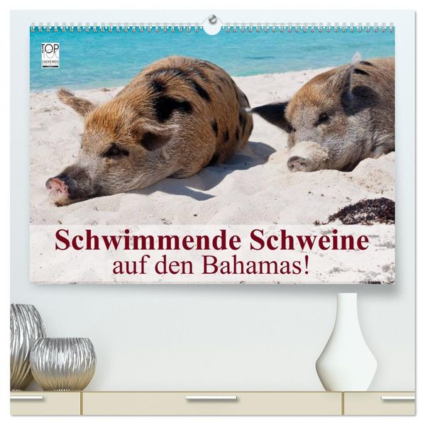 Schwimmende Schweine auf den Bahamas! (hochwertiger Premium Wandkalender 2026 DIN A2 quer) Kunstdruck in Hochglanz
