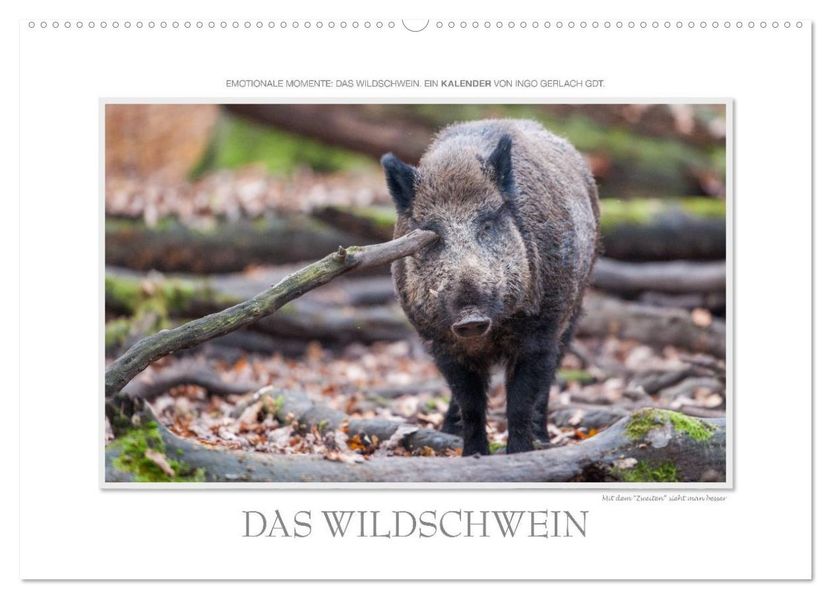 Emotionale Momente: Das Wildschwein. / CH-Version (Wandkalender 2026 DIN A2 quer) CALVENDO Monatskalender