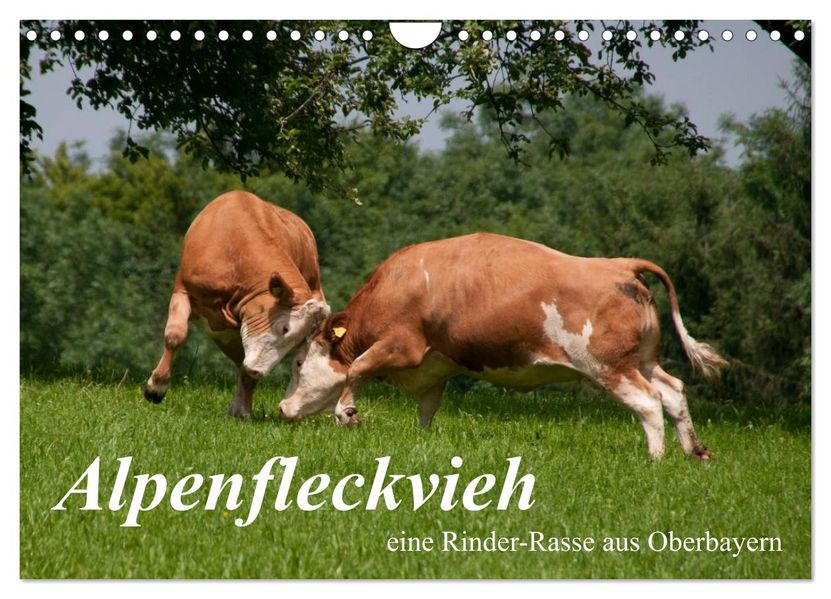 Alpenfleckvieh (Wandkalender 2026 DIN A4 quer) CALVENDO Monatskalender