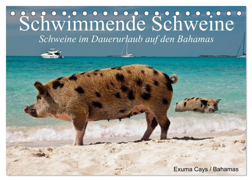 Schwimmende Schweine (Tischkalender 2026 DIN A5 quer) CALVENDO Monatskalender
