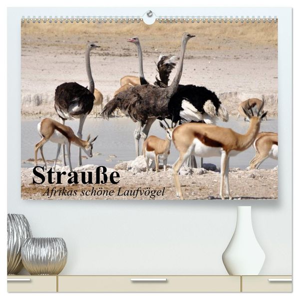 Strauße. Afrikas schöne Laufvögel (hochwertiger Premium Wandkalender 2026 DIN A2 quer) Kunstdruck in Hochglanz