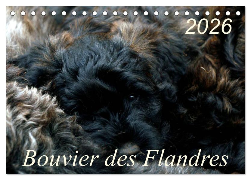 Bouvier des Flandres (Tischkalender 2026 DIN A5 quer) CALVENDO Monatskalender