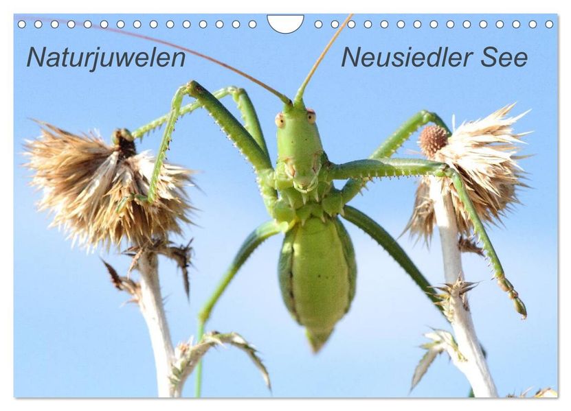 Naturjuwelen - Neusiedler See (Wandkalender 2026 DIN A4 quer) CALVENDO Monatskalender