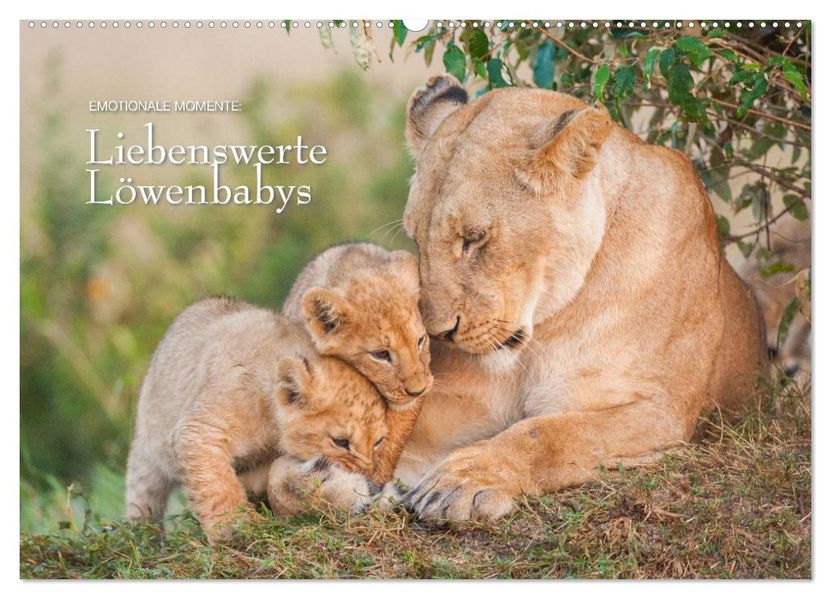 Emotionale Momente: Liebenswerte Löwenbabys / CH-Version (Wandkalender 2026 DIN A2 quer) CALVENDO Monatskalender