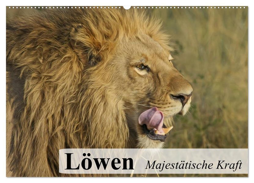 Löwen. Majestätische Kraft (Wandkalender 2026 DIN A2 quer) CALVENDO Monatskalender