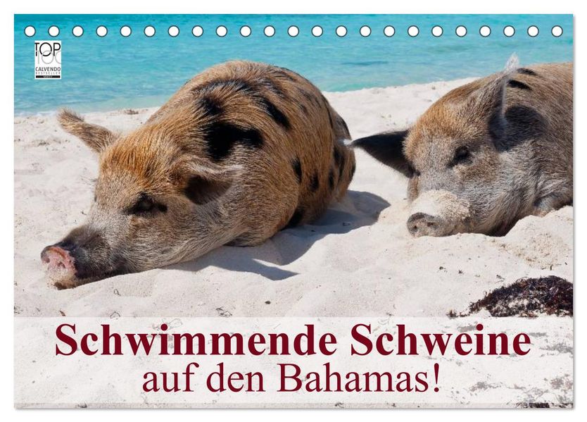 Schwimmende Schweine auf den Bahamas! (Tischkalender 2026 DIN A5 quer) CALVENDO Monatskalender