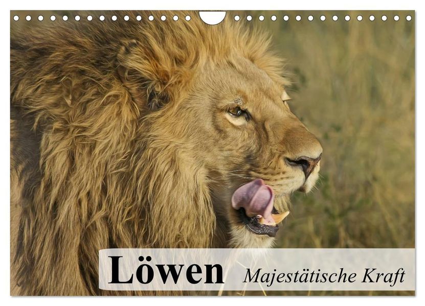 Löwen. Majestätische Kraft (Wandkalender 2026 DIN A4 quer) CALVENDO Monatskalender