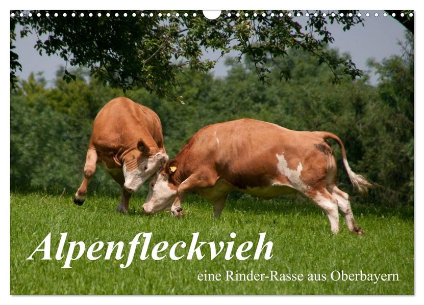 Alpenfleckvieh (Wandkalender 2026 DIN A3 quer) CALVENDO Monatskalender