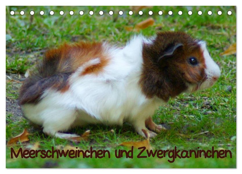 Meerschweinchen und Zwergkaninchen (Tischkalender 2026 DIN A5 quer) CALVENDO Monatskalender