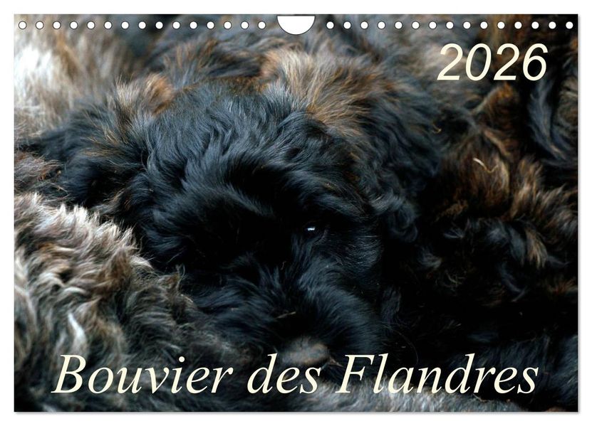 Bouvier des Flandres (Wandkalender 2026 DIN A4 quer) CALVENDO Monatskalender