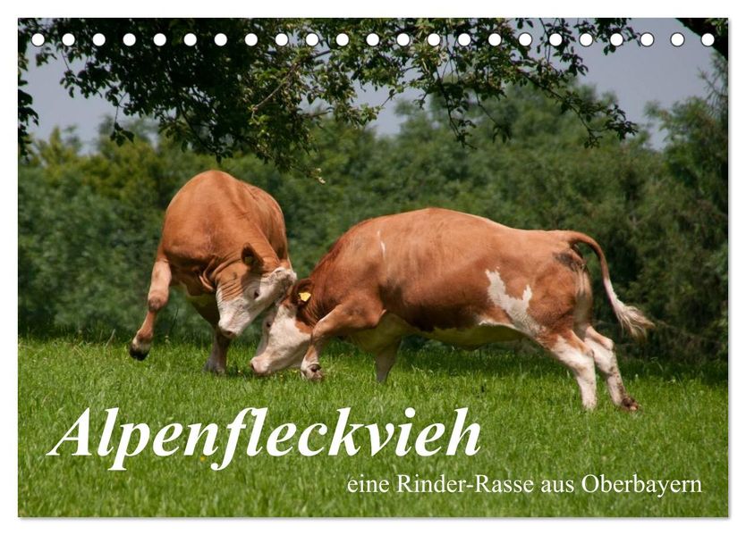 Alpenfleckvieh (Tischkalender 2026 DIN A5 quer) CALVENDO Monatskalender