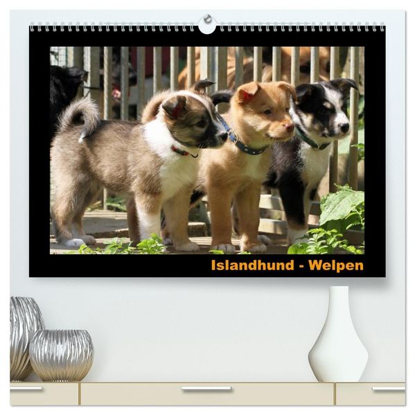 Islandhund - Welpen / CH-Version (hochwertiger Premium Wandkalender 2026 DIN A2 quer) Kunstdruck in Hochglanz