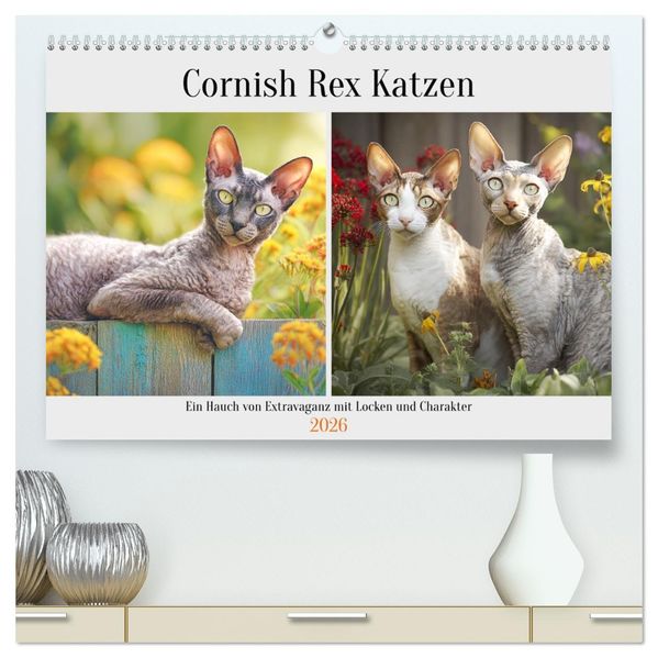 Cornish Rex Katzen. Ein Hauch von Extravaganz mit Locken und Charakter (hochwertiger Premium Wandkalender 2026 DIN A2 quer) Kunstdruck in Hochglanz