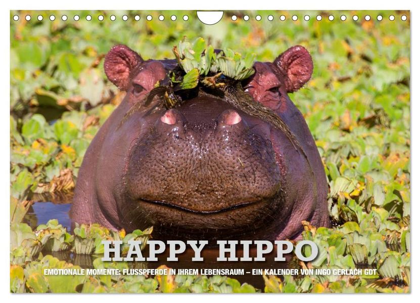 Emotionale Momente. Happy Hippo / CH-Version (Wandkalender 2026 DIN A4 quer) CALVENDO Monatskalender
