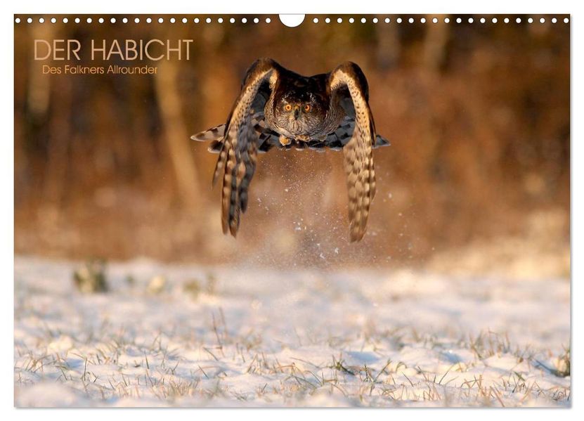 DER HABICHT Des Falkners Allrounder (Wandkalender 2026 DIN A3 quer) CALVENDO Monatskalender