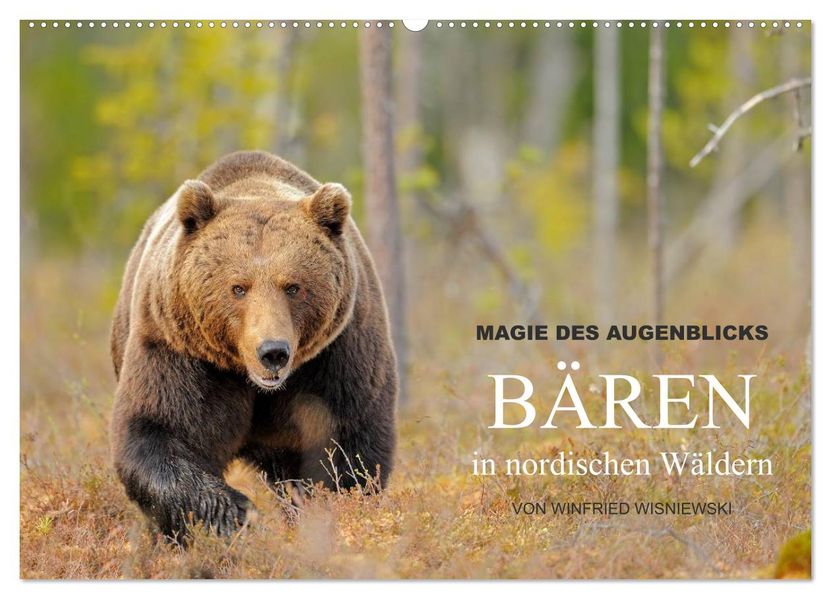 Magie des Augenblicks - Bären in nordischen Wäldern (Wandkalender 2026 DIN A2 quer) CALVENDO Monatskalender