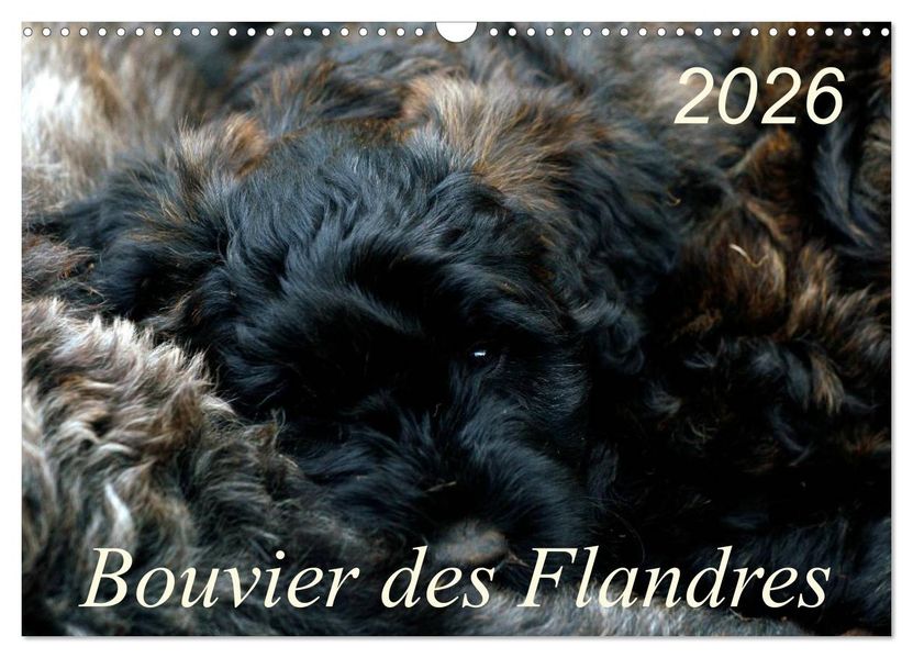 Bouvier des Flandres (Wandkalender 2026 DIN A3 quer) CALVENDO Monatskalender