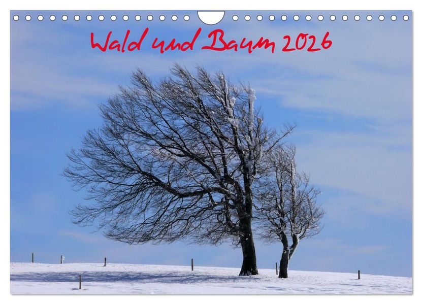 Wald und Baum 2026 (Wandkalender 2026 DIN A4 quer) CALVENDO Monatskalender