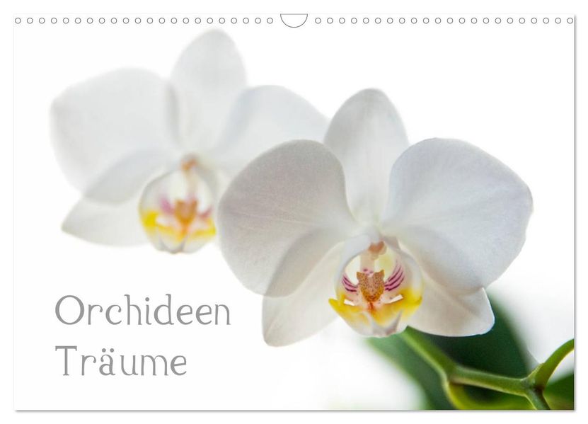 Orchideen Träume (Wandkalender 2026 DIN A3 quer) CALVENDO Monatskalender