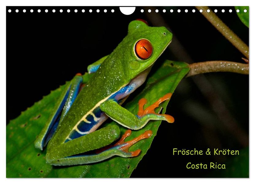 Frösche & Kröten Costa Rica (Wandkalender 2026 DIN A4 quer) CALVENDO Monatskalender