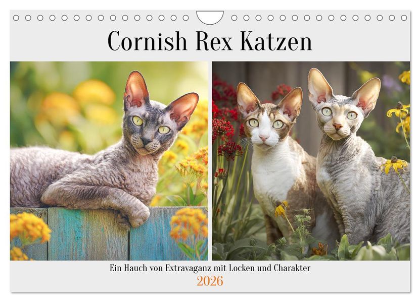 Cornish Rex Katzen. Ein Hauch von Extravaganz mit Locken und Charakter (Wandkalender 2026 DIN A4 quer) CALVENDO Monatskalender