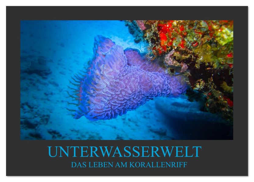 Unterwasserwelt - Das Leben am Korallenriff (Tischkalender 2026 DIN A5 quer) CALVENDO Monatskalender