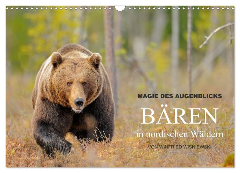 Magie des Augenblicks - Bären in nordischen Wäldern (Wandkalender 2026 DIN A3 quer) CALVENDO Monatskalender