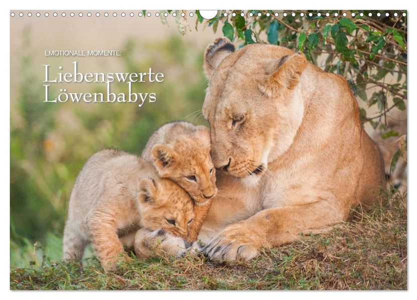 Emotionale Momente: Liebenswerte Löwenbabys / CH-Version (Wandkalender 2026 DIN A3 quer) CALVENDO Monatskalender