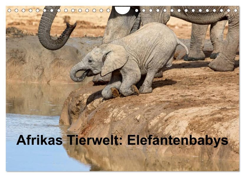Afrikas Tierwelt: Elefantenbabys (Wandkalender 2026 DIN A4 quer) CALVENDO Monatskalender