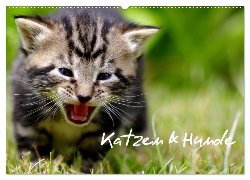 Katzen & Hunde (Wandkalender 2026 DIN A2 quer) CALVENDO Monatskalender