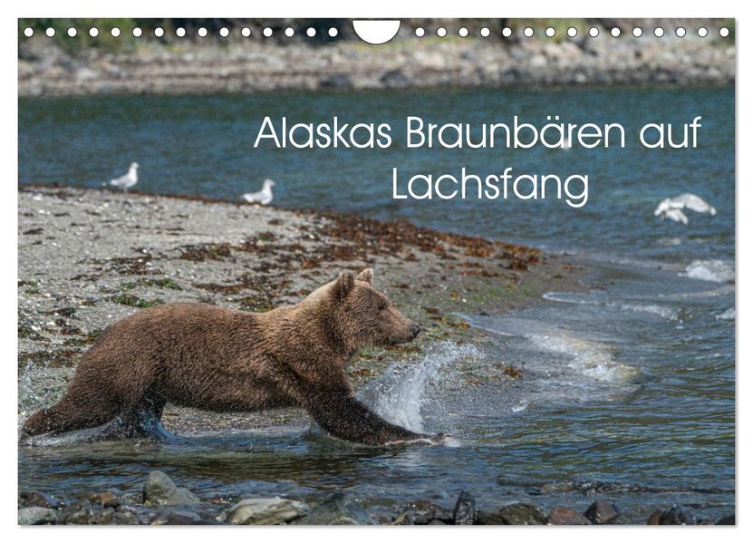 Grizzlybären im Katmai Nationalpark Alaska (Wandkalender 2026 DIN A4 quer) CALVENDO Monatskalender