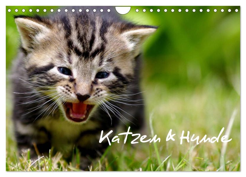 Katzen & Hunde (Wandkalender 2026 DIN A4 quer) CALVENDO Monatskalender