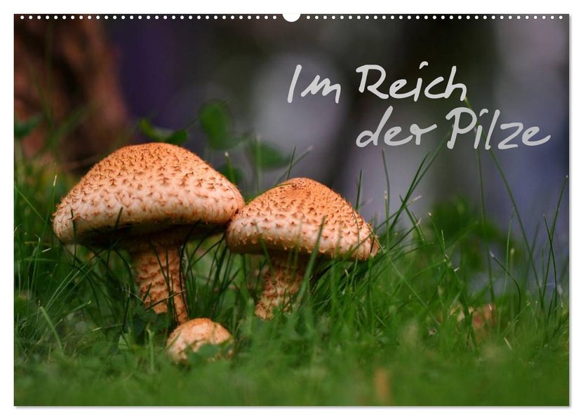 Im Reich der Pilze (Wandkalender 2026 DIN A2 quer) CALVENDO Monatskalender