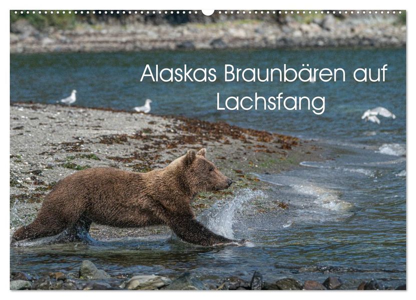 Grizzlybären im Katmai Nationalpark Alaska (Wandkalender 2026 DIN A2 quer) CALVENDO Monatskalender