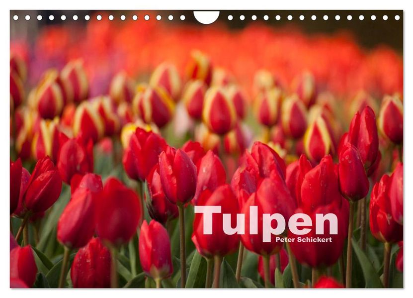 Tulpen (Wandkalender 2026 DIN A4 quer) CALVENDO Monatskalender