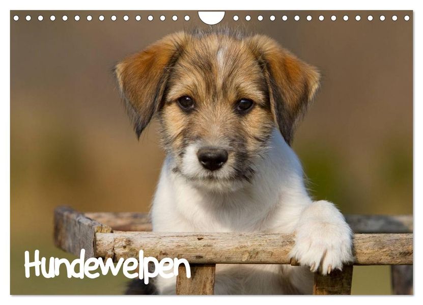 Hundewelpen (Wandkalender 2026 DIN A4 quer) CALVENDO Monatskalender