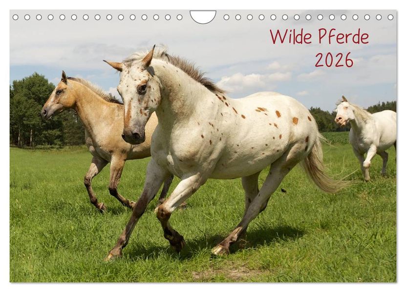 Wilde Pferde (Wandkalender 2026 DIN A4 quer) CALVENDO Monatskalender