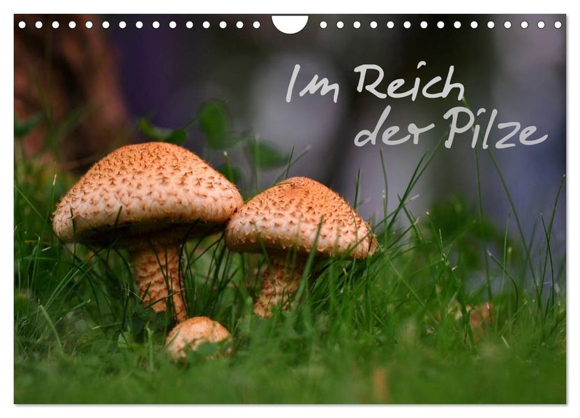Im Reich der Pilze (Wandkalender 2026 DIN A4 quer) CALVENDO Monatskalender